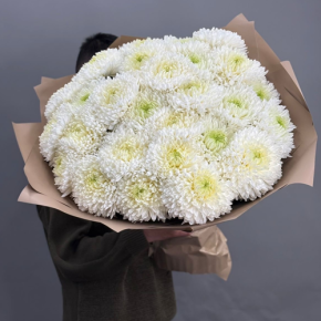 Букет из 27 хризантем Магнум в Солнечногорске