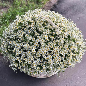 Композиция в корзине из 151 ромашки в Солнечногорске