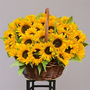 Композиция в корзине из 51 подсолнуха в Солнечногорске