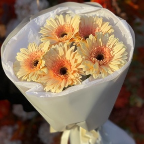 Букет из 5 персиковых гербер в Солнечногорске