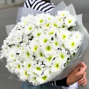 Букет "Лаймовый" из 15 кустовых хризантем в Солнечногорске