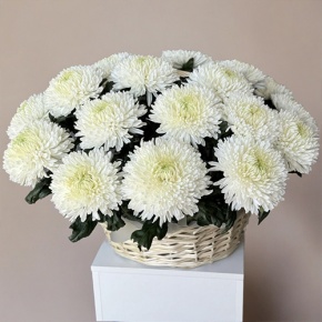 Композиция в корзине из 25 хризантем Магнум в Солнечногорске