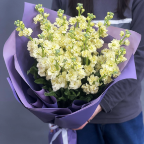 Букет из 15 лимонных маттиол в Солнечногорске