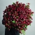 Монобукет из 75 кустовых роз Марун (70 см) в Солнечногорске Монобукет из 75 кустовых роз Марун (70 см) в Солнечногорске