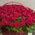Композиция в корзине из 151 красной розы в Солнечногорске Композиция в корзине из 151 красной розы в Солнечногорске