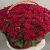 Композиция в корзине из 151 красной розы в Солнечногорске Композиция в корзине из 151 красной розы в Солнечногорске