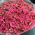 Букет "Тиффани" из 35 малиновых кустовых роз (50 см) в Солнечногорске Букет "Тиффани" из 35 малиновых кустовых роз (50 см) в Солнечногорске