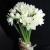 Букет из 25 нарциссов в Солнечногорске Букет из 25 нарциссов в Солнечногорске